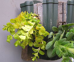 リシマキアを植えたところ