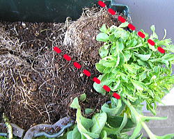 ロベリア植え付け