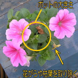 植物